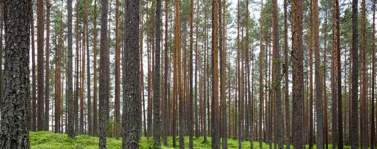 La forma natural del ser humano y la formación del yo.