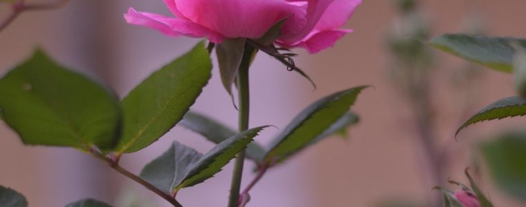 EL MES DE RAMADAN Y LA PERFECCIÓN DEL ISLAM