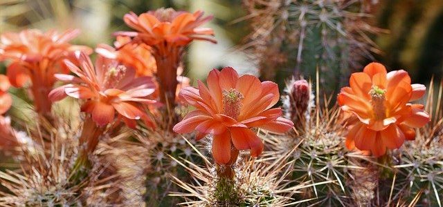 Las pruebas que Allah pone 3/3